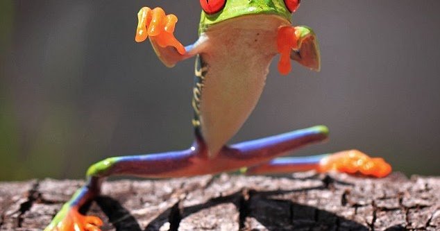 Image: Descubre la Emoción del Juego con Fu Frog Slot Demo en México